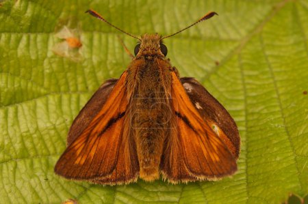 Téléchargez les photos : Gros plan naturel sur un grand papillon européen, Ochlodes sylvanus assis sur une feuille verte - en image libre de droit