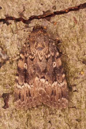 Photo for Natural vertical closeup on the large dark brown pyramidal green fruitworm owlet moth, Amphipyra pyramidea - Royalty Free Image