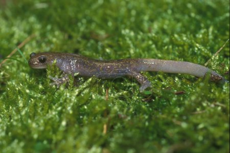 Foto de Primer plano natural de una salamandra japonesa juvenil de Hokkaido, Hynobius retardatus, sentada sobre musgo verde - Imagen libre de derechos