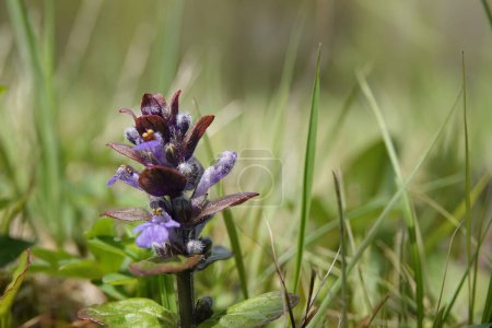 Téléchargez les photos : Plan naturel à angle bas sur un fleuron émergent de l'herbe de clairon à fleurs bleues, Ajuga reptans dans le champ - en image libre de droit