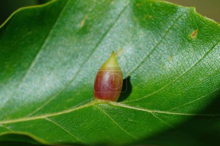 Téléchargez les photos : Gros plan naturel sur les feuilles, infecté par la cécidomyie du hêtre, une mouche causant la galle, Mikiola fagi - en image libre de droit