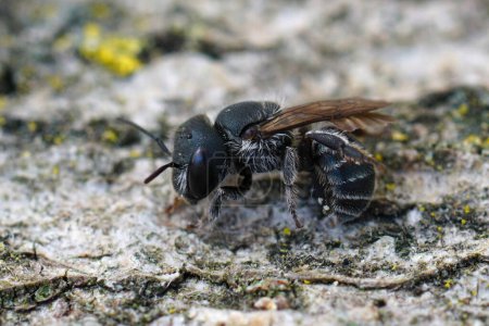 Téléchargez les photos : Gros plan détaillé sur la femelle de couleur noir foncé de l'abeille maçon bleu, Osmia caerulescens assis sur du bois - en image libre de droit