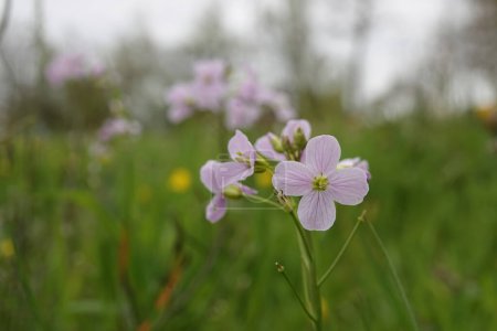 Photo for Natural closeup on a light pink flowering cuckoo flower, lady's smock, mayflower, or milkmaids, Cardamine pratensis in a meadow - Royalty Free Image