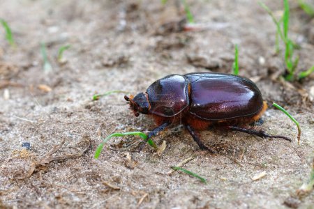 Téléchargez les photos : Loseup détaillé sur une femelle du rare scarabée européen du rhinocéros, Oryctes nasicornis - en image libre de droit