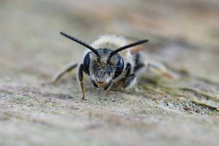 Natural cute facial closeup on a solitary mining bee, Andrena , looking into the camera