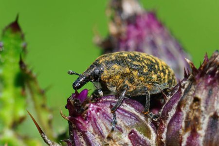 Natural closeup on a plant parasite thistle infecting weevil, Larinus turbinatus on it's host plant