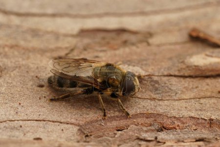 Détail naturel Gros plan sur une plante poilue parasite Merodon cinereus hoverfly sur une surface en bois