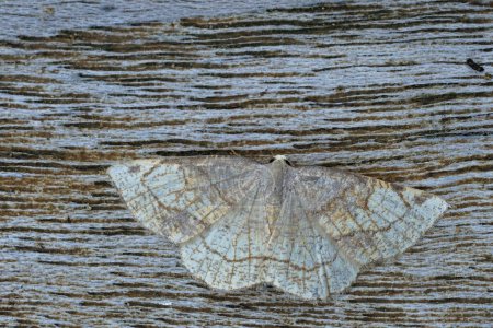 Téléchargez les photos : Gros plan détaillé sur la teigne du géomètre à ondes crémeuses du Dorset, Stegania trimaculata avec ailes déployées sur bois - en image libre de droit