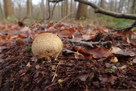 Gros plan naturel sur une boule de terre commune ou un champignon puffball poison en peau de porc, Scleroderma citrinum poussant sur le sol de la forêt