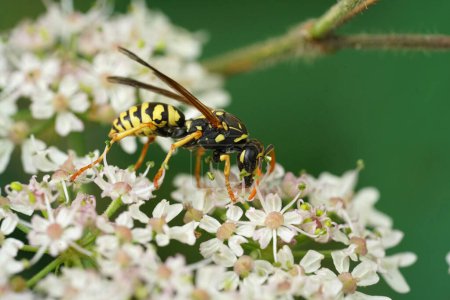 Natural closeup on a French yellow and black paperwasp, Polistes dominula feeding on a white flower
