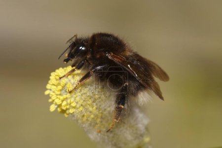 Natural closeup on a queen Tree bumblebee, Bombus hypnorum, on yellow pollen of blossoming Willow, Salix in the spring