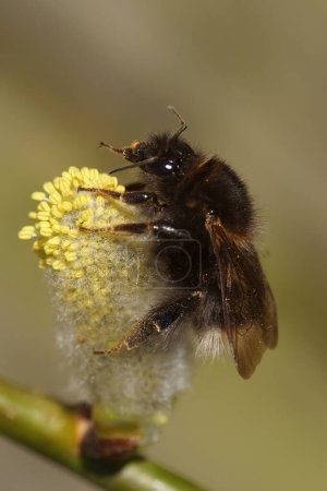 Natural vertical closeup on a queen Tree bumblebee, Bombus hypnorum, on yellow pollen of blossoming Willow, Salix in the spring