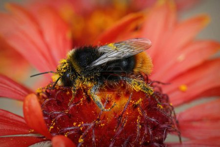 Natural closeup on a red-tailed bumblebee, Bombus lapidarius with yellow pollen on a bright red Gallardia flower