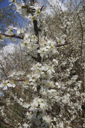 Natural closeup on a springtime seasonal fresh white flowering Blackthorn, Prunus spinosa