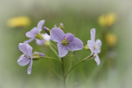 Photo for Natural closeup on the emerging soft pink flower of the spring Cuckooflower, Cardamine pratensis in a meadow - Royalty Free Image