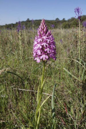 Photo for Natural vertical closeup on the purple flower of the Eurropean perennial herbaceous Pyramidal Orchid, Anacamptis pyramidalis - Royalty Free Image