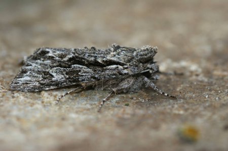 Photo for Detailed closeup on an Early Grey owlet moth, Xylocampa areola - Royalty Free Image