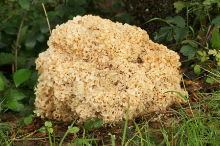 Photo for Natural Closeup on the pale colored cauliflower fungus mushroom, Sparassis crispa growing in the grass - Royalty Free Image