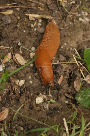 Natural vertical closeup on the European large red slug, Arion rufus on the ground