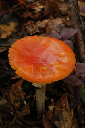 Photo for Natural vertical closeup on an unusual fully red Fly agaric mushroom, Amanita muscaria - Royalty Free Image