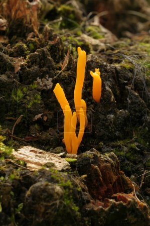 Natural vertical closeup on the Orange coral mushroom, Calocera viscosa