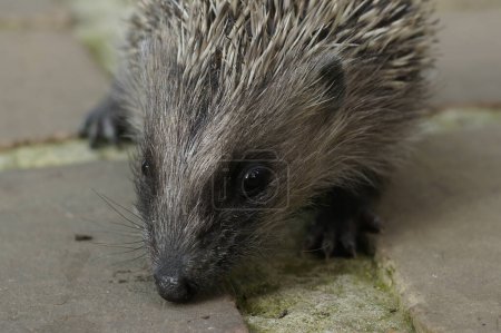 Detailed closeup on a juvenile European common hedgehog, Erinaceus europaeus