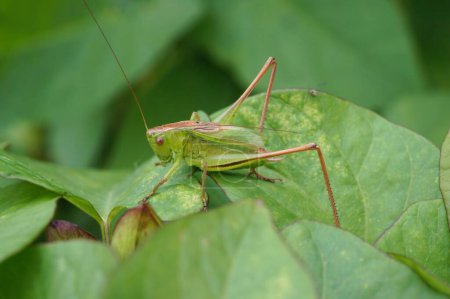 Photo for Natural closeup on an upland green bush-cricket, Tettigonia cantans sitting in vegetation - Royalty Free Image