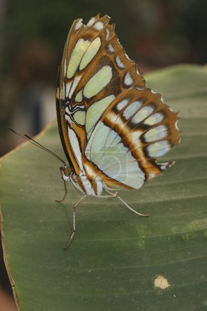 Photo for Detailed vertical closeup on a colorful tropical Green Malachite nymphalid butterfly, Siproeta stelenes with spread wings on the ground - Royalty Free Image