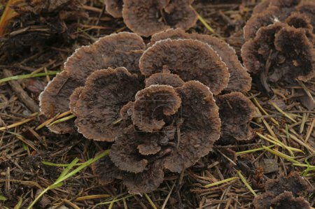 Detailed closeup on an unedible Earthfan fungus or Common Fiber Vase mushroom, Thelephora terrestris