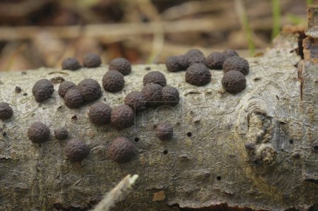 Natural closeup on an aggregation of round brown Beech Woodwart msuhrooms, Hypoxylon fragiforme, growing on dead wood