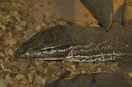 Natural closeup on a The yellow-spotted monitor or New Guinea Argus monitor Varanus panoptes horni in a terrarium
