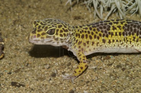 Detailed closeup on a colorful common leopard gecko, Eublepharis macularius in a terrarium