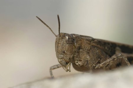 Natural closeup on a Broad Green-winged Grasshopper , Aiolopus strepens sitting on a stone