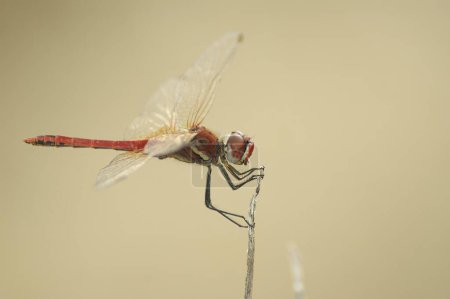 Detailed closeup on a colorful male Red-veined darter, Sympetrum fonscolombii, on a plant against lightbrown blurred background