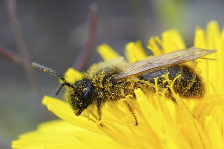 Closeup on a brown hairy male grey-gastered mining bee, Andrena tibialis on yellow dandelion , Taraxacum officinale