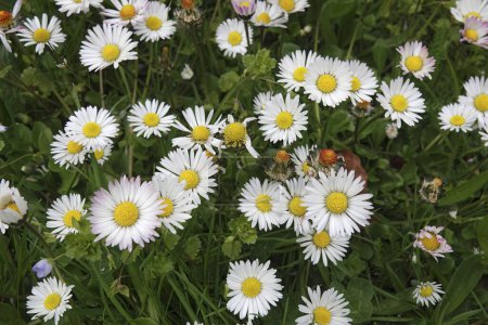 Natural closeup on three white yellow common daisy,, Bellis perennis flowers in the grass