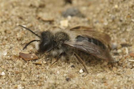 Natural closeup on a male Grey-backed mining bee, Andrena vaga sitting on the ground