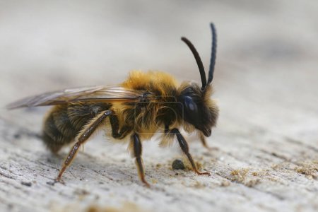 Primer plano colorido natural en un macho marrón dorado abeja minera gris, Andrena tibialis, sentado en la madera