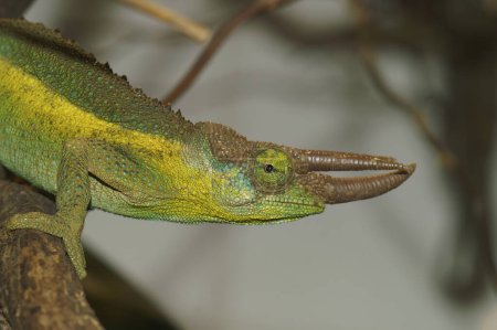 Primer plano colorido en un Jackson o camaleón de tres cuernos, Trioceros jacksonii sentado en la vegetación
