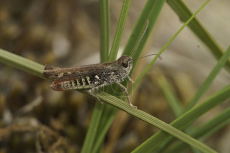 Natural closeup on a European bow-winged, grasshopper, Chorthippus biguttulus sitting on a straw of grass
