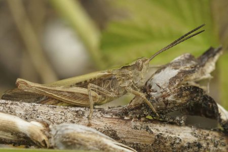 Detailed closeup on a European common field grasshopper, Chorthippus brunneus