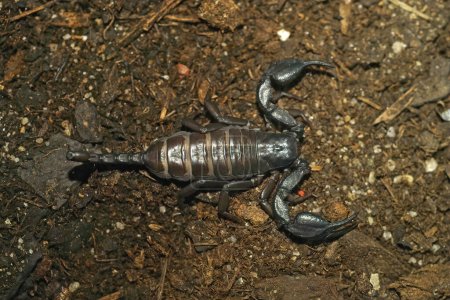 Detailed closeup on the South African flat rock scorpion, Hadogenes troglodytes often imported through the pet-trade