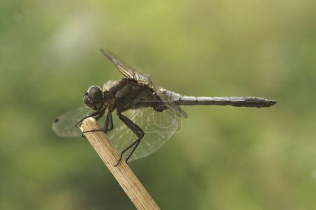 Gros plan naturel sur une libellule noire, Sympetrum danae, assise sur une brindille aux ailes ouvertes