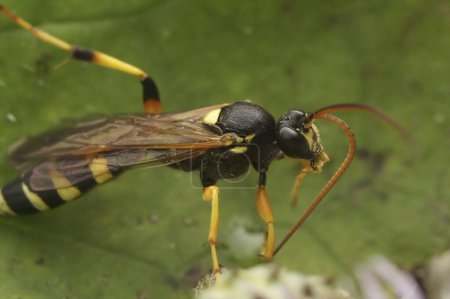 Natürliche Detailaufnahme einer farbenfrohen schwarz-gelben Ichneumonid-Wespe, Ichneumon sarcitorius