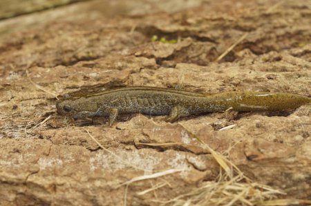 Foto de Primeros planos detallados de una salamandra japonesa adulta Oita en peligro de extinción, Hynobius dunni sentado en la madera - Imagen libre de derechos