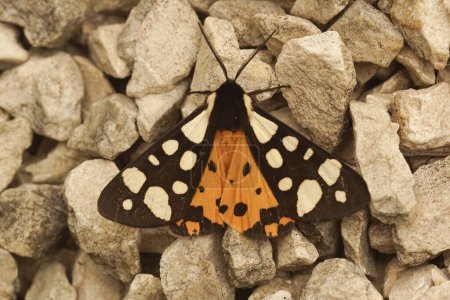 Natural closeup of a colorful cream-spot tiger moth, Arctia villica sitting on a piece of wood in Southern France with spread wings