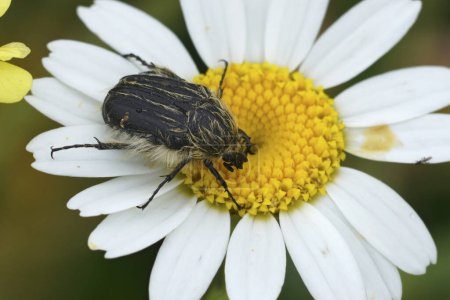 Primer plano natural de un escarabajo peludo mediterráneo, Tropinota squalida beetle