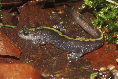 Natural closeup on a yellow striped long-toed salamander , Ambystoma macrodactylum from Coastal Mid-Oregon
