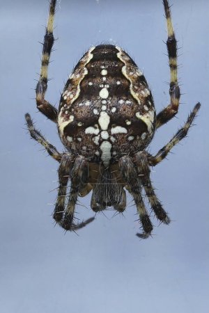 Natural vertical closeup on a Common European garden spider, Araneus diadematus hanging against a blue sky