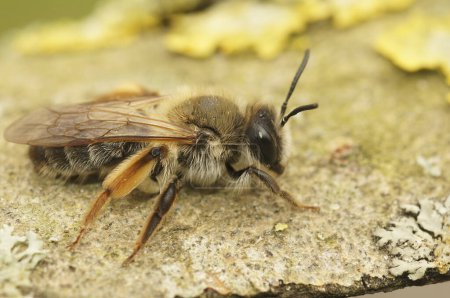 Detailed closeup of the colorful female of the Grey-gastered mining bee , Andrena tibialis with her typical red colored hindleg